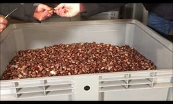 Opening Chestnuts 70 days storage